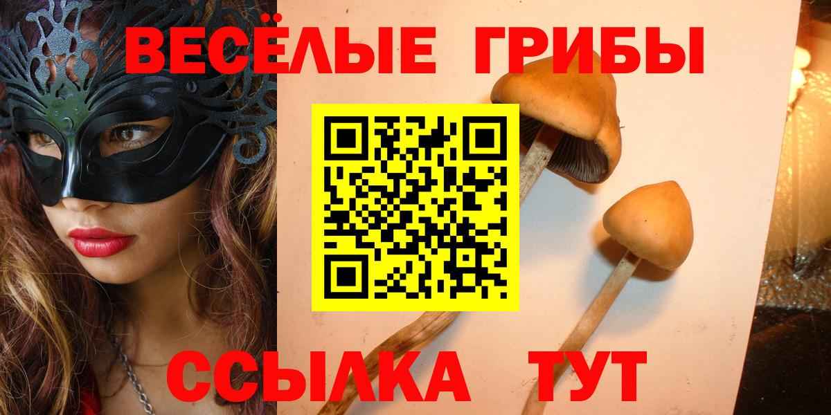 магазин    Вход с VPN  Курчалой  Галлюциногенные грибы Psilocybe 